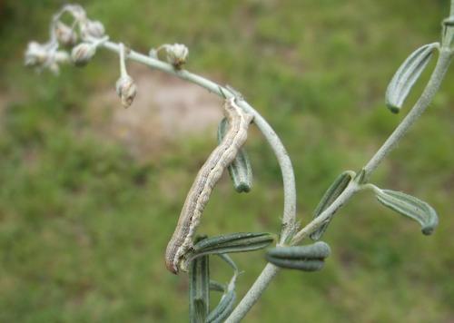 Chemerina caliginearia